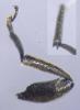 Bruchus pisorum
